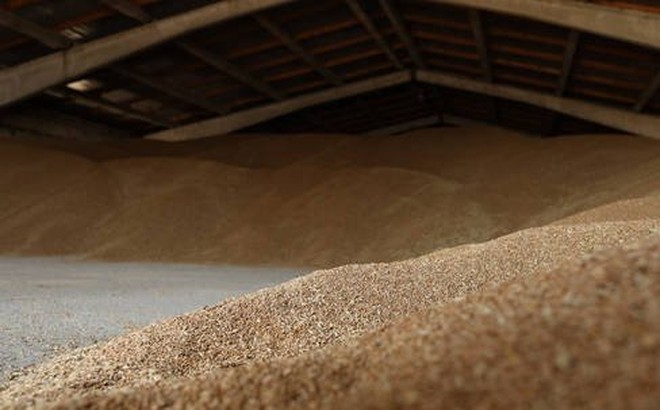 Ngũ cốc trong kho dự trữ tại Ukraine. Ảnh: AFP