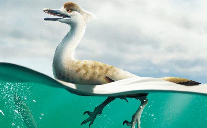 Loài khủng long Neovenator polygnotus (hình minh họa) dường như có cơ thể tương tự như một số loài chim nước hiện đại (Ảnh: YUSIK CHOI)