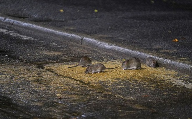 Số lượng các cuộc gọi khiếu nại về sự xuất hiện của bầy chuột tại thành phố New York tăng 71% trong 8 tháng đầu năm 2022 - Ảnh: BLOOMBERG
