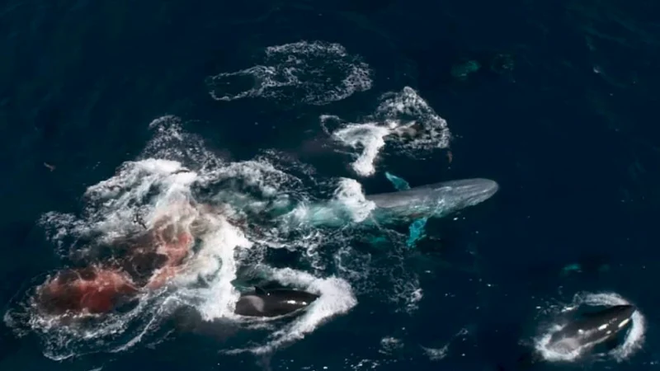 Video đầu tiên chứng minh cá voi sát thủ hạ được cá voi xanh, sinh vật lớn nhất Trái Đất - Ảnh 7.