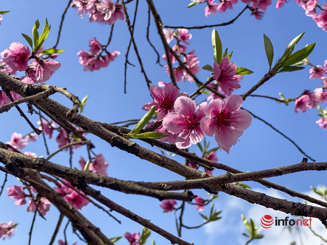 Sơn La: Hoa đào nở rộ trên biển mây Tà Xùa những ngày đầu xuân - Ảnh 1.