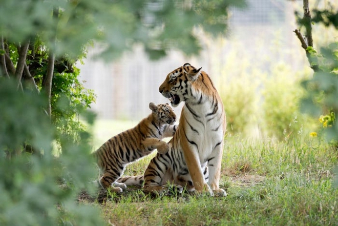 Cận cảnh vẻ đẹp của những loài hổ siêu quý hiếm trong tự nhiên - Ảnh 1.