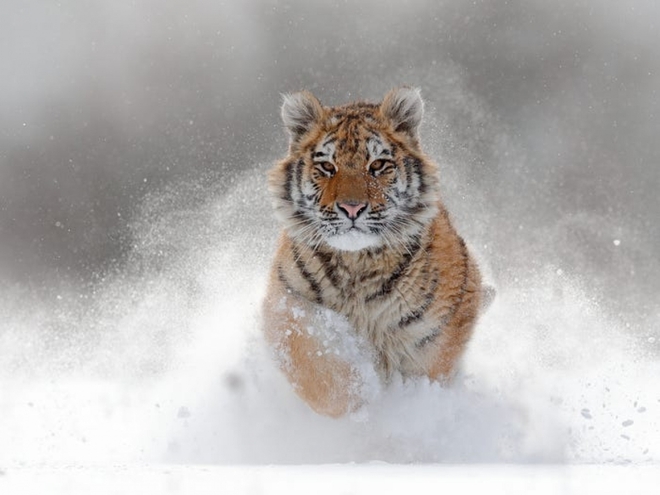 Cận cảnh vẻ đẹp của những loài hổ siêu quý hiếm trong tự nhiên - Ảnh 2.
