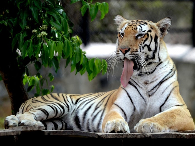 Cận cảnh vẻ đẹp của những loài hổ siêu quý hiếm trong tự nhiên - Ảnh 13.