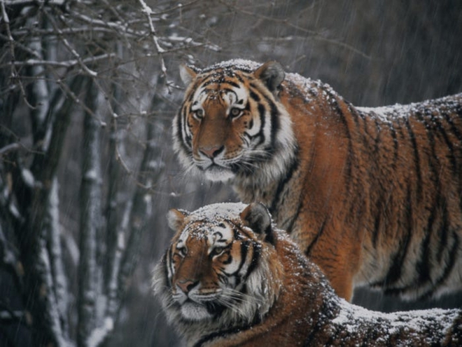 Cận cảnh vẻ đẹp của những loài hổ siêu quý hiếm trong tự nhiên - Ảnh 14.