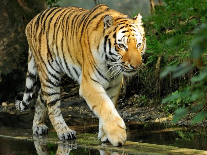 Cận cảnh vẻ đẹp của những loài hổ siêu quý hiếm trong tự nhiên - Ảnh 16.