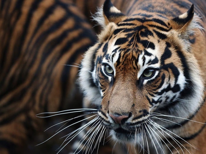 Cận cảnh vẻ đẹp của những loài hổ siêu quý hiếm trong tự nhiên - Ảnh 17.