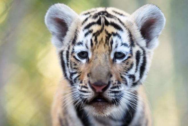 Cận cảnh vẻ đẹp của những loài hổ siêu quý hiếm trong tự nhiên - Ảnh 3.