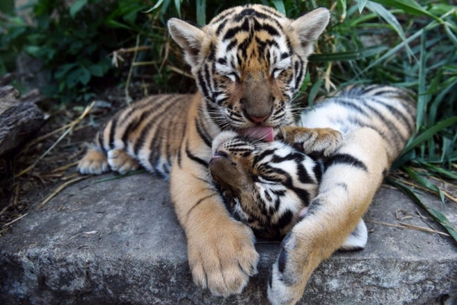 Cận cảnh vẻ đẹp của những loài hổ siêu quý hiếm trong tự nhiên - Ảnh 4.