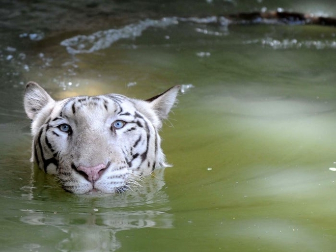 Cận cảnh vẻ đẹp của những loài hổ siêu quý hiếm trong tự nhiên - Ảnh 6.
