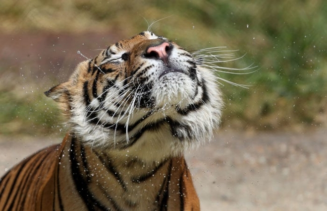 Cận cảnh vẻ đẹp của những loài hổ siêu quý hiếm trong tự nhiên - Ảnh 7.