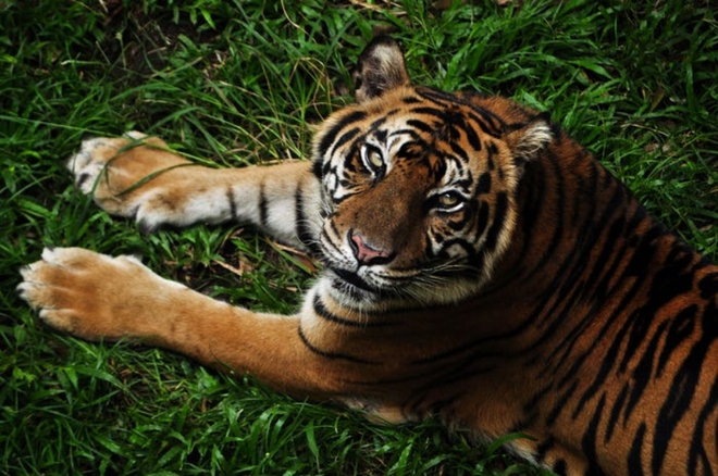 Cận cảnh vẻ đẹp của những loài hổ siêu quý hiếm trong tự nhiên - Ảnh 8.
