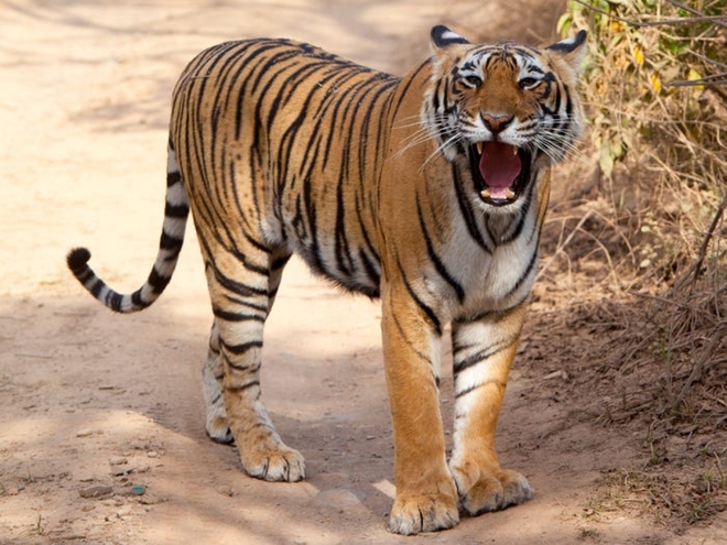 Cận cảnh vẻ đẹp của những loài hổ siêu quý hiếm trong tự nhiên - Ảnh 9.