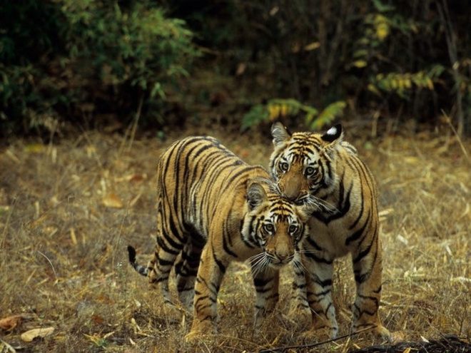Cận cảnh vẻ đẹp của những loài hổ siêu quý hiếm trong tự nhiên - Ảnh 11.