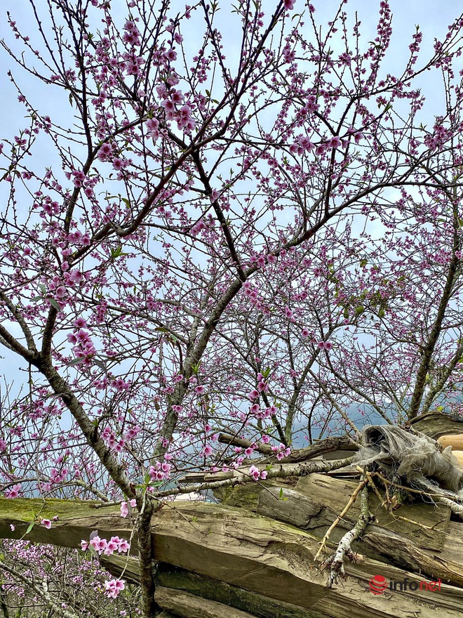 Sơn La: Hoa đào nở rộ trên biển mây Tà Xùa những ngày đầu xuân - Ảnh 12.