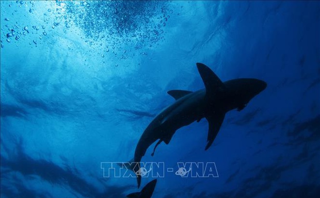 Cá mập tại Umkomaas, Nam Phi. Ảnh minh họa: AFP/TTXVN