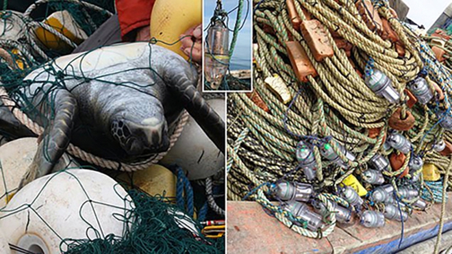 Lưới đánh cá gắn đèn LED giúp bảo vệ sinh vật biển nguy cấp - Ảnh 1.