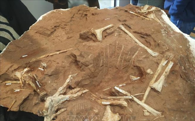 Hóa thạch xương của một loài khủng long được phát hiện tại bang Parana của Brazil. Ảnh minh họa: AFP/TTXVN