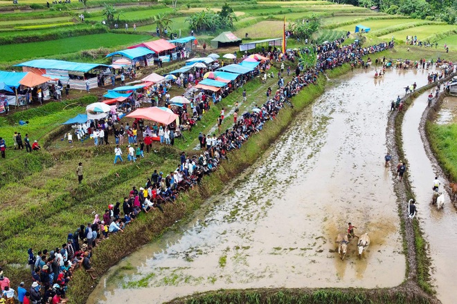 Những sự thật thú vị tại lễ hội đua bò Indonesia - Ảnh 3.