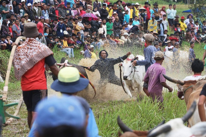 Những sự thật thú vị tại lễ hội đua bò Indonesia - Ảnh 11.