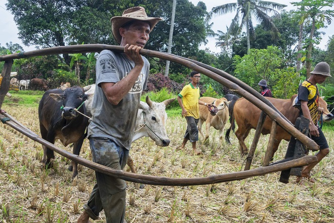 Những sự thật thú vị tại lễ hội đua bò Indonesia - Ảnh 2.