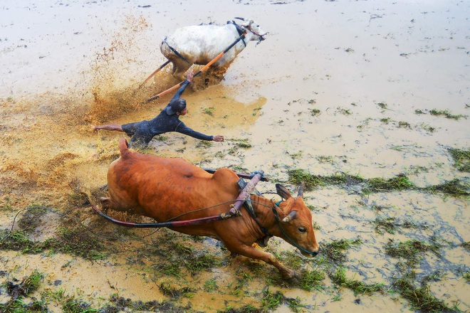 Những sự thật thú vị tại lễ hội đua bò Indonesia - Ảnh 4.