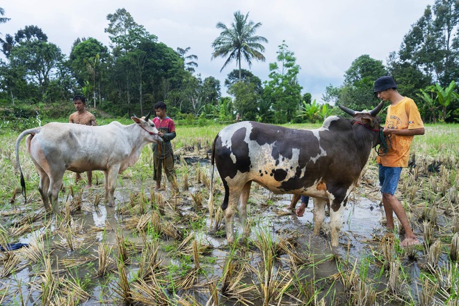 Những sự thật thú vị tại lễ hội đua bò Indonesia - Ảnh 6.