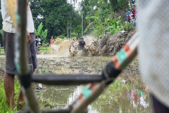 Những sự thật thú vị tại lễ hội đua bò Indonesia - Ảnh 7.