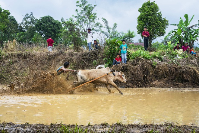 Những sự thật thú vị tại lễ hội đua bò Indonesia - Ảnh 8.