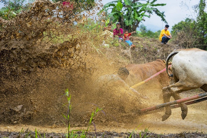 Những sự thật thú vị tại lễ hội đua bò Indonesia - Ảnh 9.