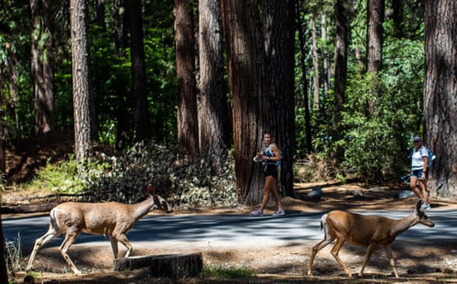 Du khách ngắm 2con hươu đi dạo trong khu cắm trại Upper Pines ở Thung lũng Yosemite, Vườn quốc gia Yosemite, California. Ảnh: Getty Images