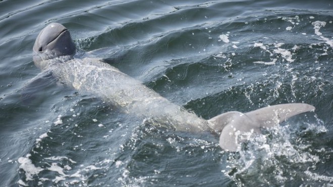 Phát hiện xác cá voi nước ngọt 110kg trên sông đưa ra cảnh báo đáng buồn - Ảnh 1.