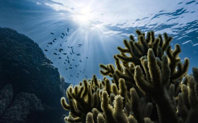 Các nhà khoa học chỉ ra sinh vật ở các lớp trầm tích dưới đáy biển đa dạng gấp ít nhất là 3 lần so với các tầng biển phía trên Ảnh: UNSPLASH