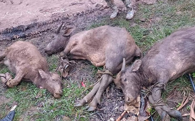 Hàng trăm con trâu bò đã chết vì rét trong mấy ngày qua ở Nghệ An.