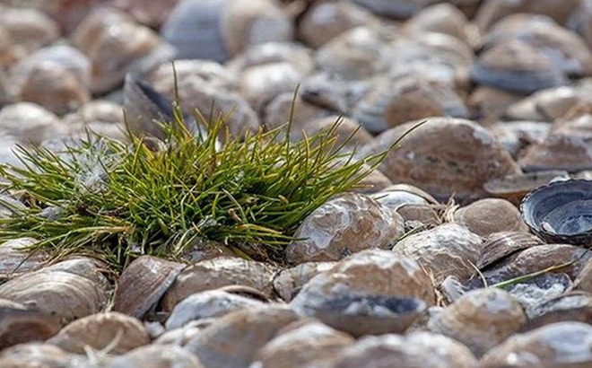 Deschampsia antarctica xuất hiện ngày còn nhiều ở hòn đảo thuộc Nam Cực - Ảnh: Nature