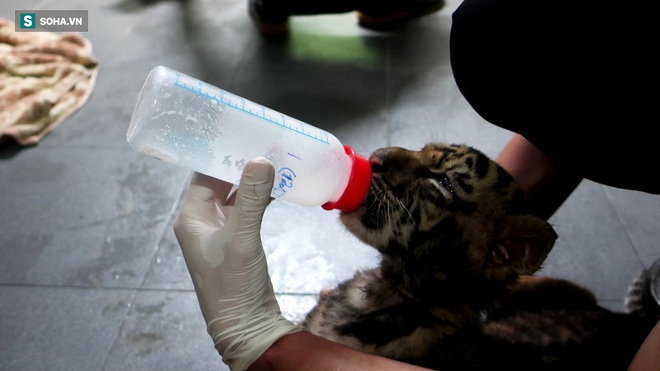 7 con hổ Đông Dương sau khi được giải cứu: Ăn thịt bò loại 1, uống sữa ngoại - Ảnh 5.
