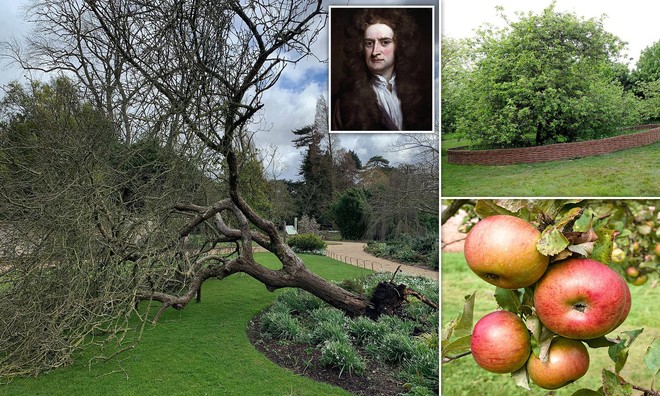 Cây táo của Newton trong khu vườn Đại học Cambridge bị bão đánh đổ - Ảnh 1.