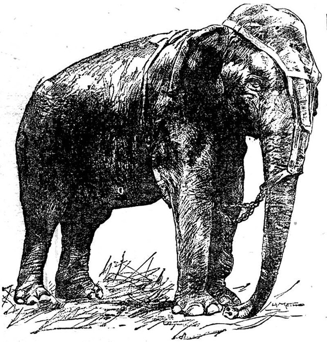  Câu chuyện chú voi bị xử tử bằng dòng điện 6.000 volt  - Ảnh 3.