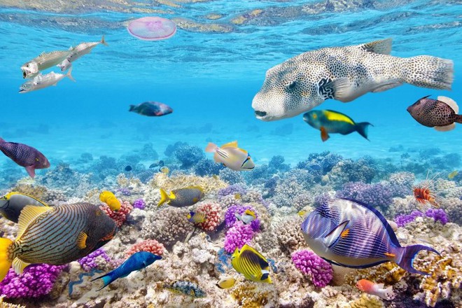 70% đại dương trên thế giới có nguy cơ nghẹt thở vì thiếu oxy - Ảnh 1.