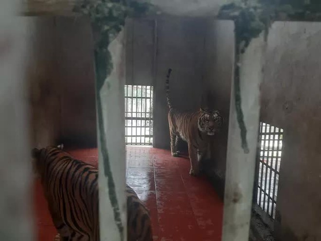 Cận cảnh nơi nuôi trên 20 con hổ lớn tại Việt Nam - Ảnh 8.
