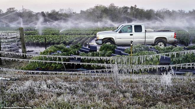 Florida: Rồng Nam Mỹ đóng băng, “rụng” như trái trên cây  - Ảnh 2.