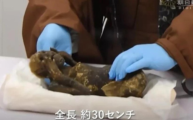Xác ướp nàng tiên cá ở Okayama bị nghi ngờ là cơ thể kết hợp giữa 2 loài, có thể là một loài linh trưởng ví dụ khỉ và một con cá - Ảnh: Ashahi Shimbun