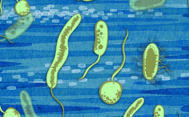 Cổ khuẩn kỳ lạ của Trái Đất đã tạo ra thứ là thay đổi thế giới: POOM - Ảnh: MIT News