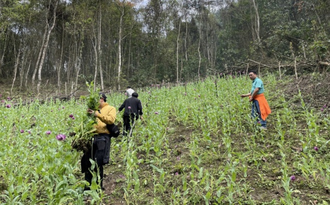 Những vườn cây thuốc phiện trồng trái phép trong rừng sâu được Công an huyện Nguyên Bình, tỉnh Cao Bằng phát hiện, tiêu hủy.