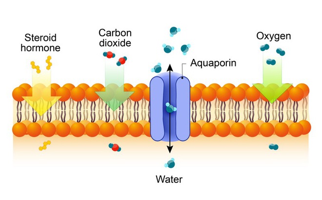 Protein lọc nước trong màng tế bào là cảm hứng cho công nghệ lọc nước mới (nguồn: labiotech.eu)