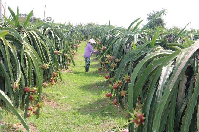  Thanh long nghịch vụ rớt giá thê thảm, đỏ mắt tìm người mua  - Ảnh 1.