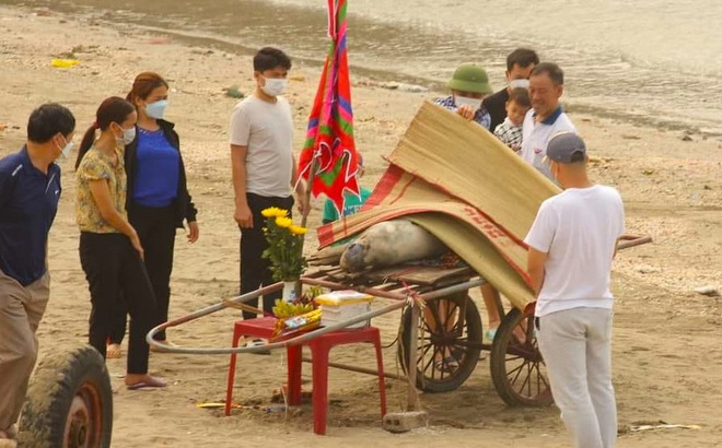 Người dân làm lễ thắp hương cho cá voi trước khi đưa đi chôn cất.