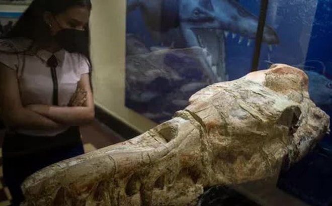 Hộp sọ quái thú vừa khai quật ở Peru - Ảnh: Ernesto Benavides