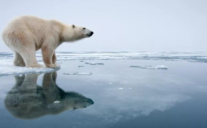 Loài gấu trắng khổng lồ này chỉ sống ở Bắc Cực.
