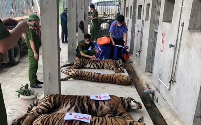 Có 9 con hổ đã chết trong tổng số 17 con.